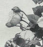 Grossherzogin Alexandra rose photo