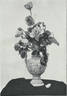 Herzogin Marie Antoinette rose photo