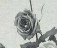 Herzogin Marie Antoinette rose photo