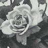 Dora Hansen rose photo