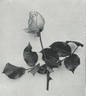 Freiherr von Schilling rose photo