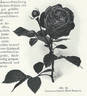 Marie Baumann rose photo