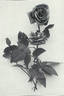 Herzogin Marie Antoinette rose photo
