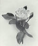 Grossherzogin Alexandra rose photo