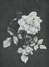 Comtesse de Frigneuse rose photo
