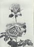 Dora Hansen rose photo