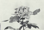 Deutschland rose photo
