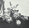 Oberhofgärtner A. Singer rose photo