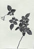 Frau Nicola Welter rose photo