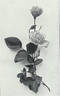 Frau Nicola Welter rose photo