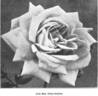 Mademoiselle Hélène Cambier rose photo