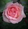 Guy de Maupassant rose photo