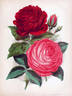 Reynolds Hole rose photo