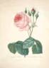 R. centifolia bullata rose photo