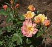 Calypso Sun rose photo