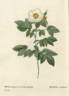 <i>Rosa sempervirens Leschenaultiana</i> synonym rose photo