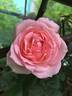 Guy de Maupassant rose photo