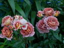 Iris Webb rose photo