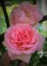 Guy de Maupassant rose photo