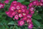 Mademoiselle des Minuits ® rose photo