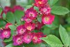 Mademoiselle des Minuits ® rose photo