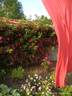 Mademoiselle des Minuits ® rose photo
