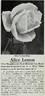 Alice Lemon rose photo