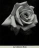 La Galissière rose photo