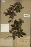 <i>Rosa borboniana</i> Desp. rose photo