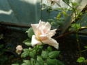 Europa rose photo