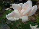 Europa rose photo