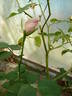 Europa rose photo