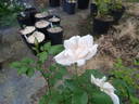 Europa rose photo
