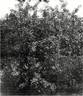R. laxa rose photo