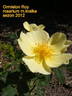 Ormiston Roy rose photo