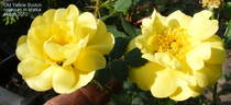 Old Yellow Scotch rose photo