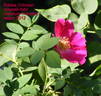 Eddie's Crimson rose photo