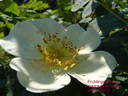 Frühlingsanfang rose photo