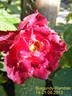Burgundy Rambler rose photo