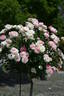 Easter Basket rose photo