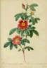 <i>Rosa cinnamomea</i> flore simplici rose photo