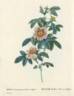 <i>Rosa cinnamomea</i> flore simplici rose photo