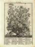 Dutch hundred-leaved rose photo