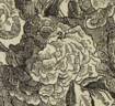 Dutch hundred-leaved rose photo