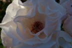 Marie-Louise Mathian rose photo