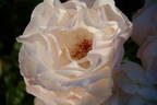 Marie-Louise Mathian rose photo
