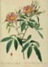 <i>Rosa hudsoniana salicifolia</i> Thory, syn. rose photo