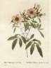 <i>Rosa hudsoniana salicifolia</i> Thory, syn. rose photo
