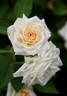 Innocence rose photo