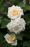 Innocence rose photo